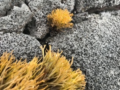 Ahnfeltiopsis concinna