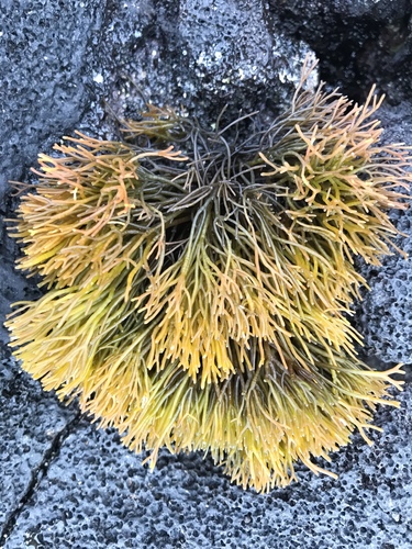 Gymnogongrus durvillei