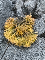 Ahnfeltiopsis concinna