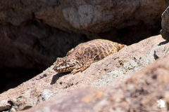 Liolaemus leopardinus