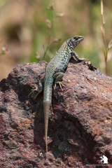 Liolaemus nigroviridis