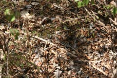 Chalarodon madagascariensis