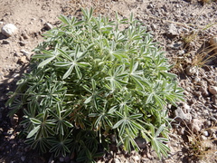 Lupinus havardii