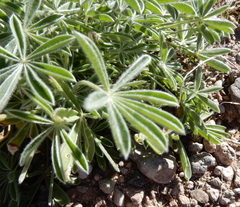 Lupinus havardii