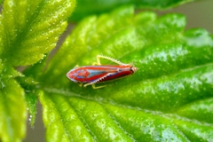 Graphocephala versuta