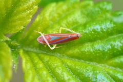 Graphocephala versuta