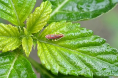 Graphocephala versuta