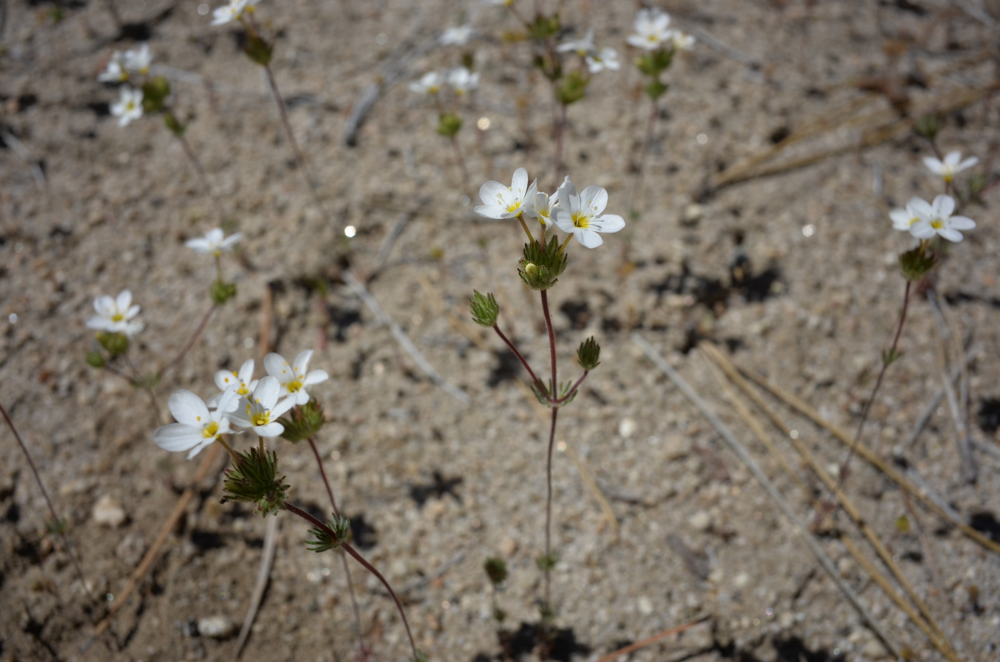 Leptosiphon nudatus