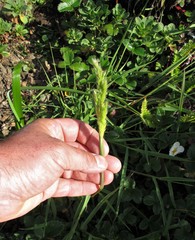 Polypogon interruptus