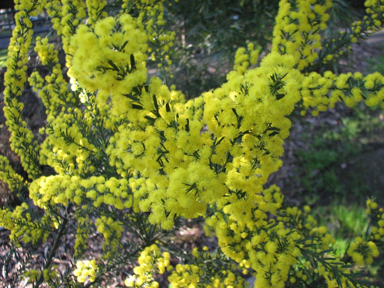 Acacia imbricata