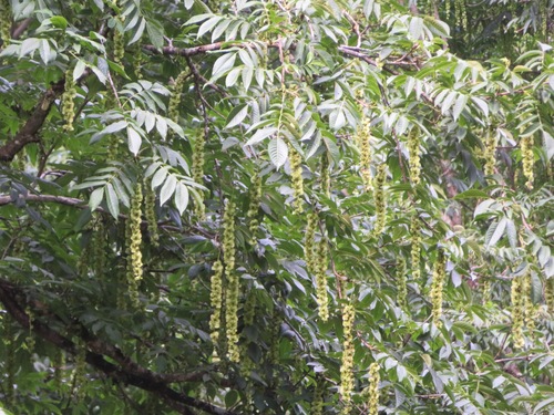 Japanese Wingnut (Pterocarya rhoifolia)