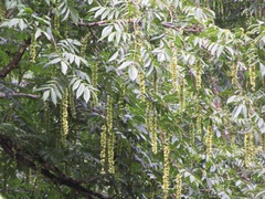 Pterocarya rhoifolia