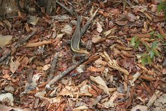 Zonosaurus laticaudatus