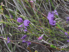 Amphithalea biovulata