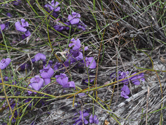 Amphithalea biovulata