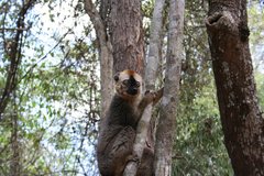 Eulemur rufifrons