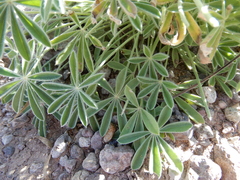 Lupinus havardii