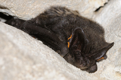 Barbastella barbastellus