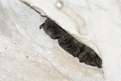 Barbastella barbastellus