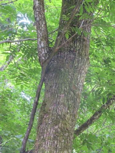 Pterocarya rhoifolia, photograph 2