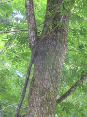 Pterocarya rhoifolia, photograph (c) Marco Mussita, some rights reserved (CC BY)
