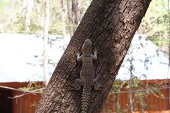 Oplurus cyclurus