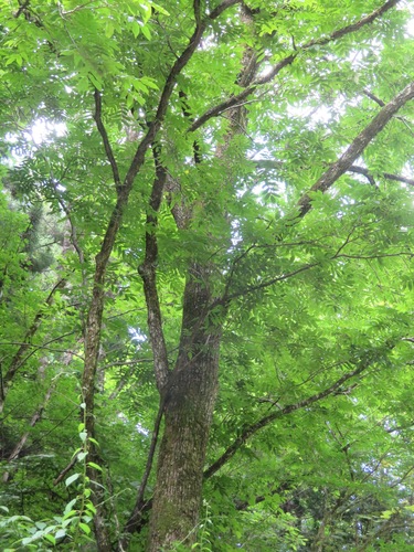 Image of Pterocarya rhoifolia by (c) Marco Mussita, some rights reserved (CC BY)