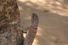 Oplurus cyclurus