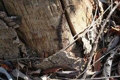 Hemidactylus mercatorius