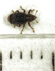 Peristoreus flavitarsis