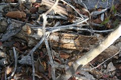 Trachylepis aureopunctata