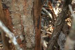 Hemidactylus mercatorius