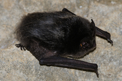 Barbastella barbastellus