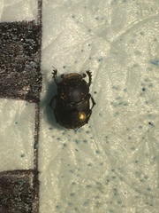Onthophagini