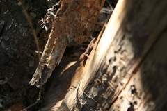 Hemidactylus mercatorius