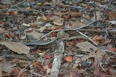 Zonosaurus laticaudatus