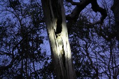 Lepilemur ruficaudatus