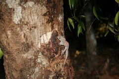 Geckolepis typica