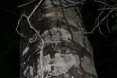 Blaesodactylus sakalava