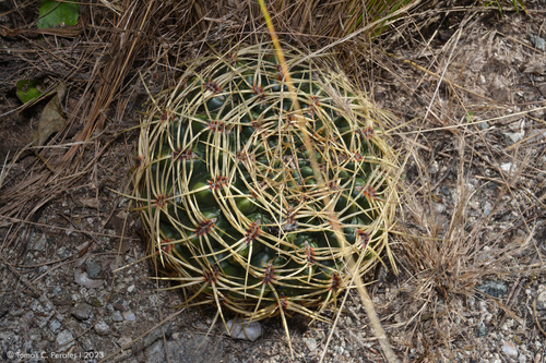 Gymnocalycium monvillei