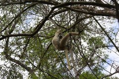 Propithecus verreauxi