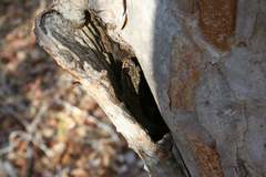 Blaesodactylus sakalava