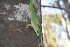 Phelsuma kochi