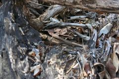 Trachylepis aureopunctata