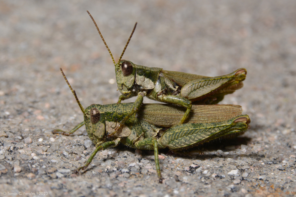 Ronderosia bergii