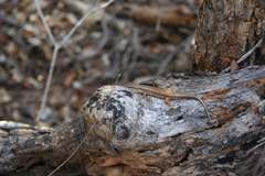 Trachylepis tandrefana