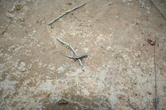 Lygodactylus tolampyae