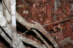 Hemidactylus mercatorius