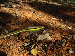 Oxybelis microphthalmus