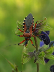 Rhynocoris rubricus
